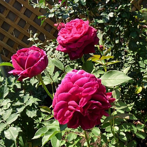 Roșu - Trandafir copac cu trunchi înalt - cu flori tip trandafiri englezești - coroană dreaptă